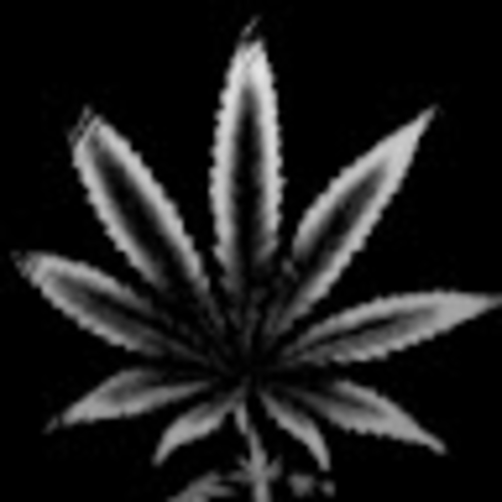 Meet your Posher, Henrietta